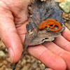 Eastern newt, red elf phase