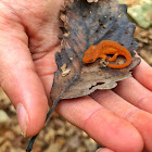 Eastern newt, red elf phase