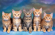 Cat HD Wallpaper New Tab small promo image