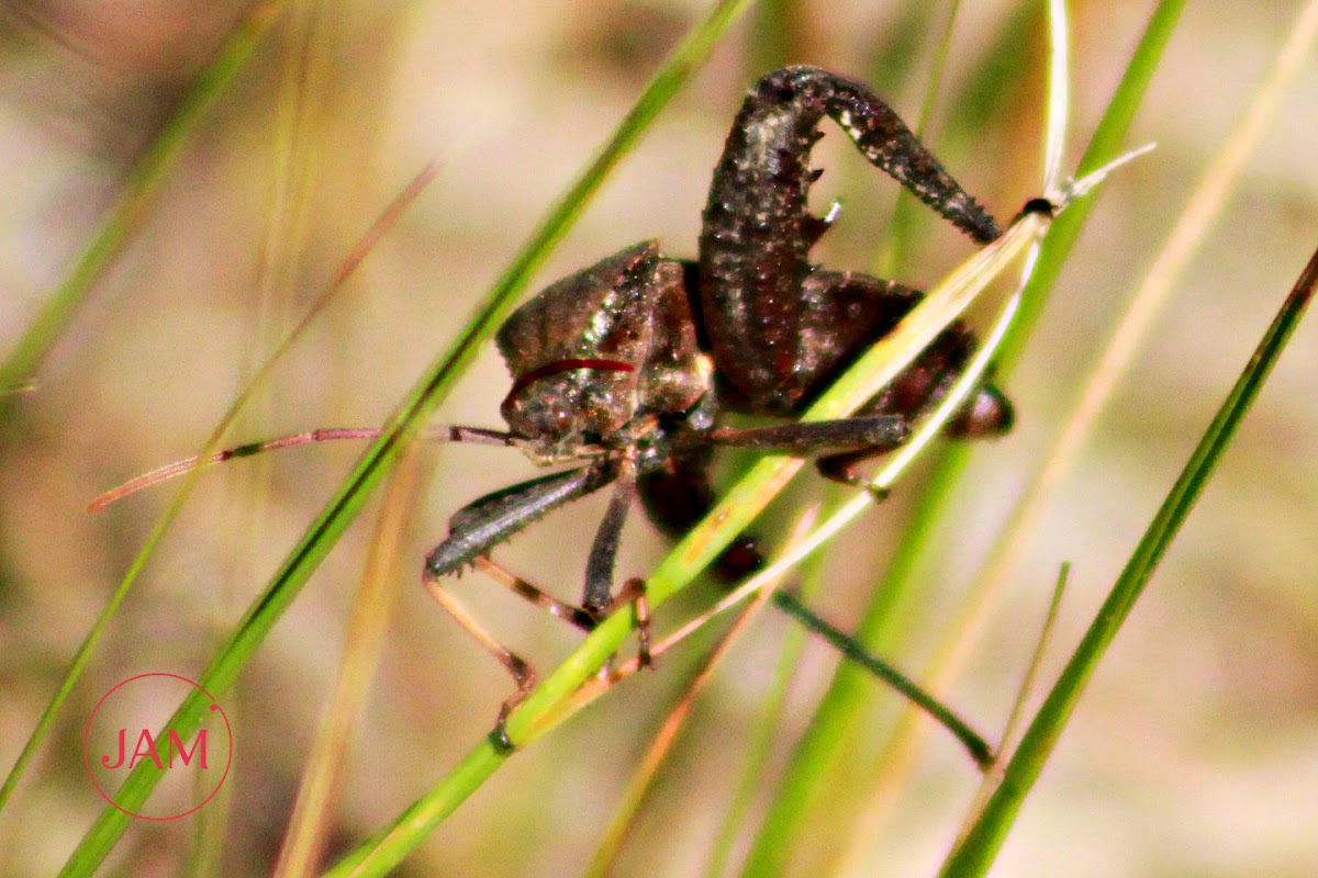 Florida Leaf-footed Bug