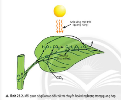 Giải Khoa học tự nhiên lớp 7 Bài 23: Quang hợp ở thực vật - Chân trời sáng tạo