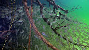 Tidal Forest of Africa thumbnail