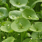 Miners Lettuce