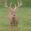 White-Tailed Deer