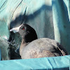 American Coot