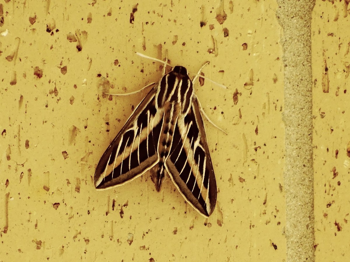 White-lined Sphinx Moth