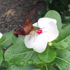 Hummingbird hawk moth