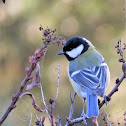 Great Tit