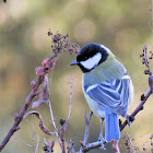 Great Tit