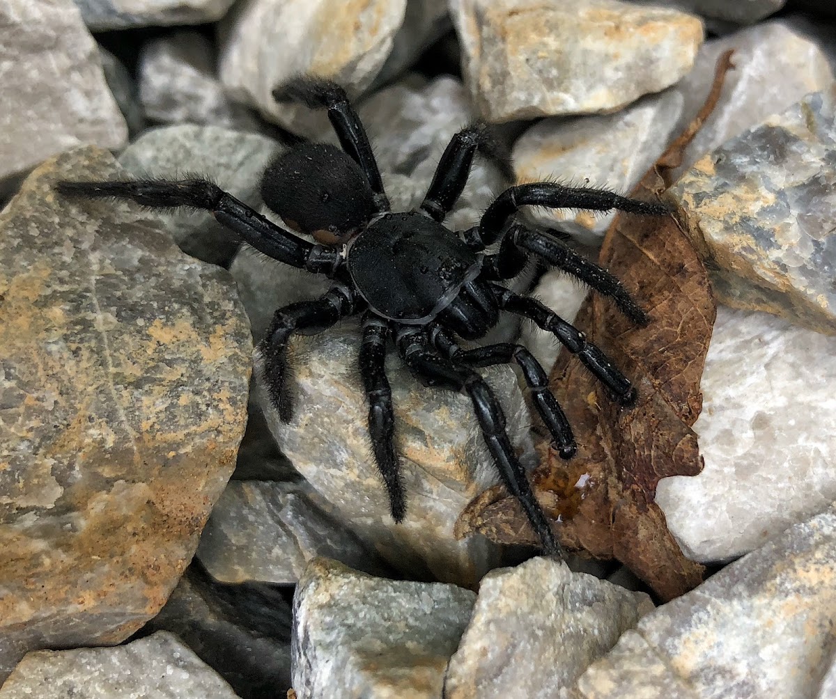 Southern trap door spider