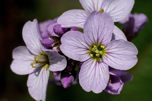 Cardamine pratensis