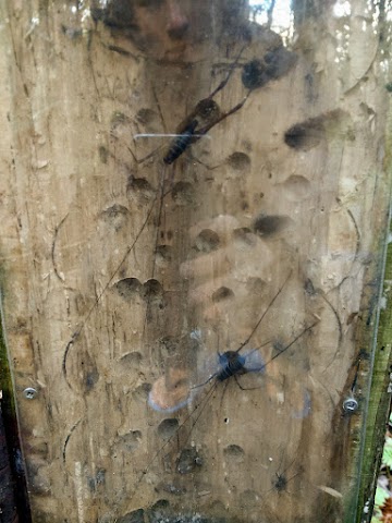 Trounson Kauri Park Weta