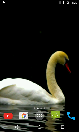 Screenshot Swan Video Live Wallpaper