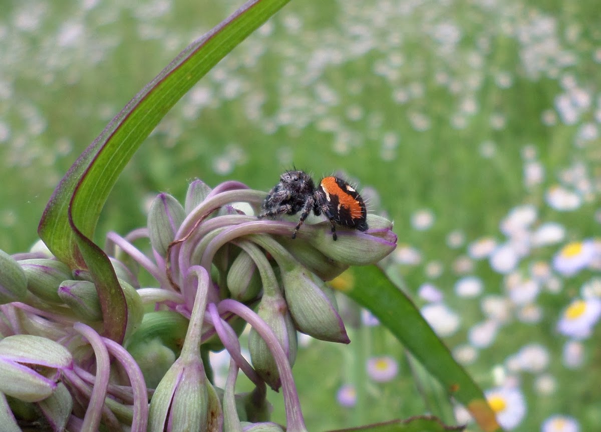 Jumping Spider