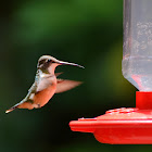 Magenta Throated Woodstar (female)