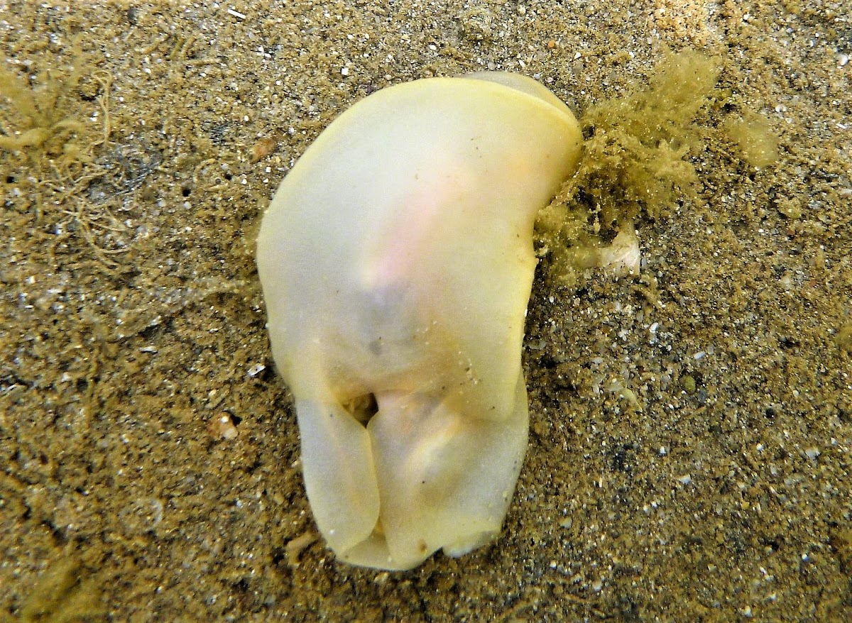 Bubble snails. Caracol burbuja