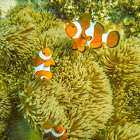 common clownfish