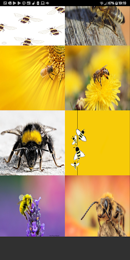 Bee Wallpaper Offline Best Wallpapers
