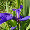 Wild Flag Iris