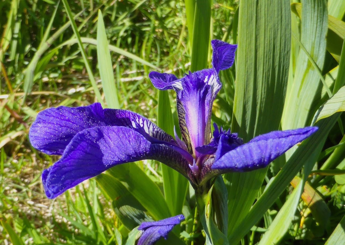 Wild Flag Iris