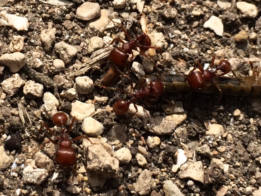 Red Harvester Ant