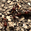 Red Harvester Ant