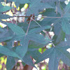 Sweetgum Tree