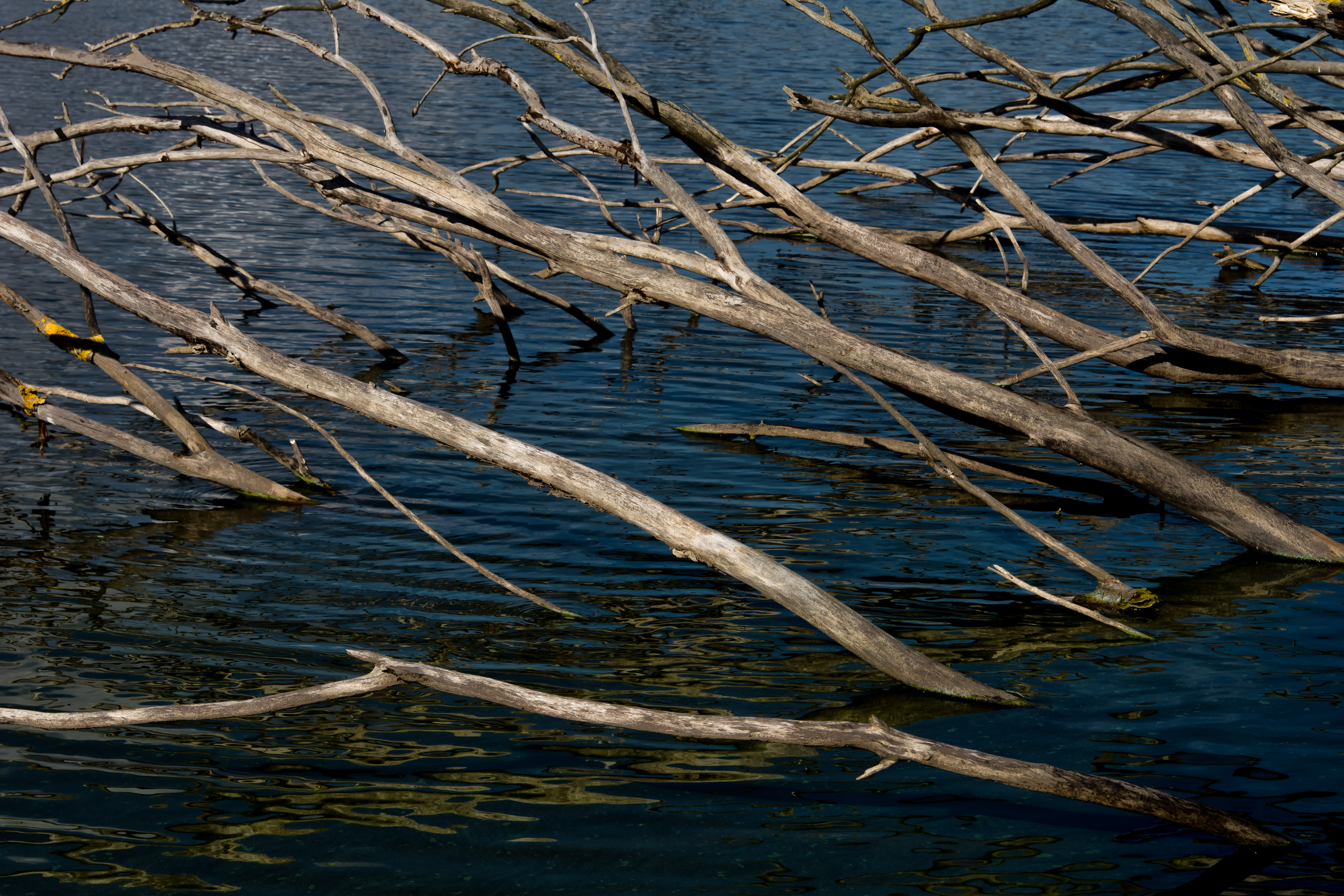 Ramificazione nel lago di DanteS