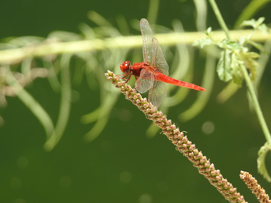 Libellula rossa di Tanjiro