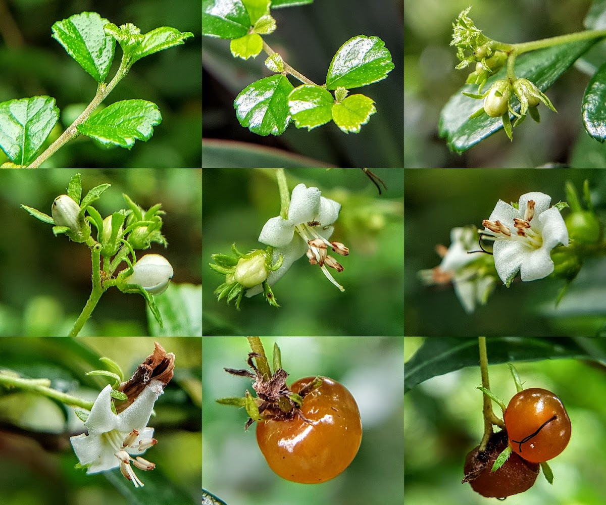 Philippines tea tree