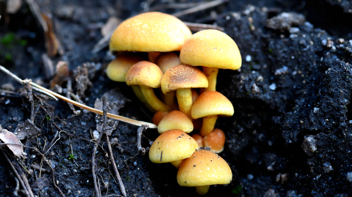 Sulphur Tuft; Seta Fasciculada