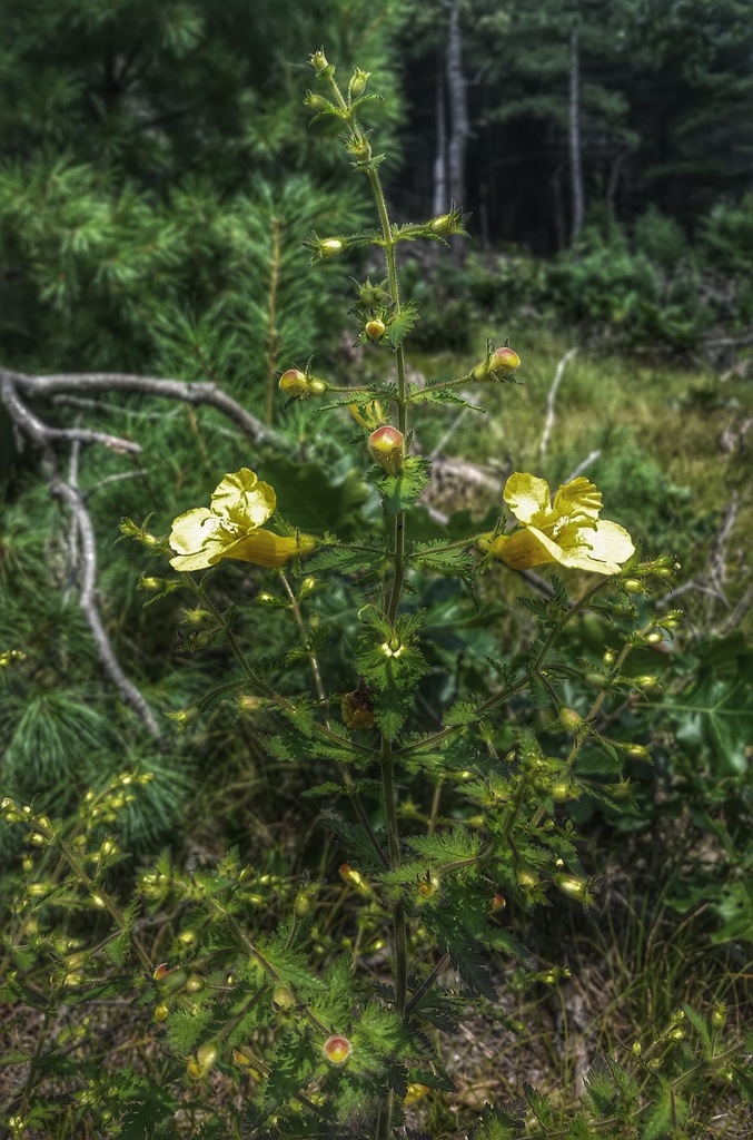 Fern-Leaved False Foxglove