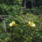 Fern-Leaved False Foxglove