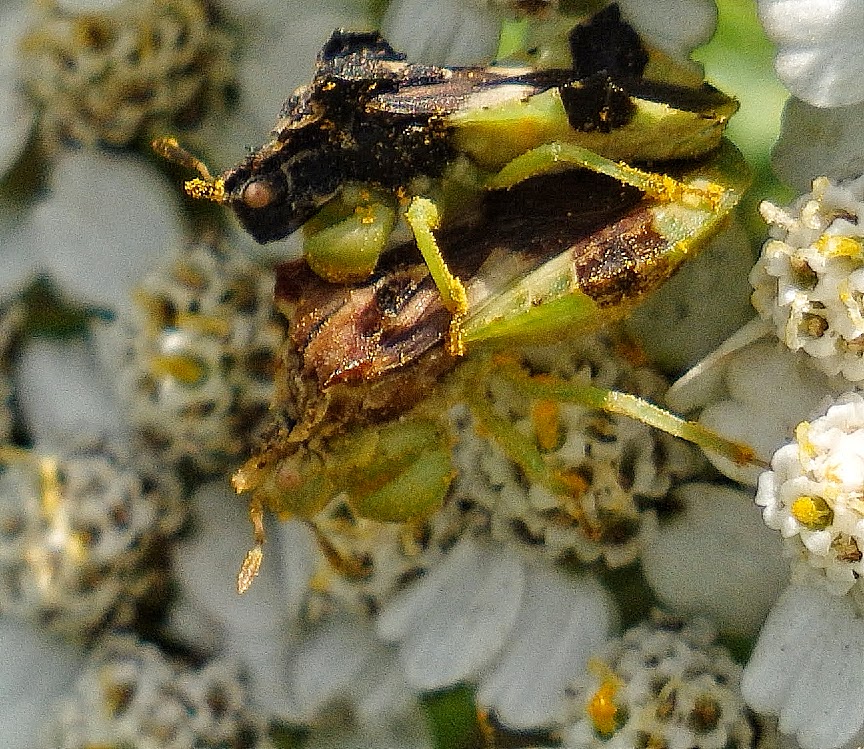 Ambush bugs