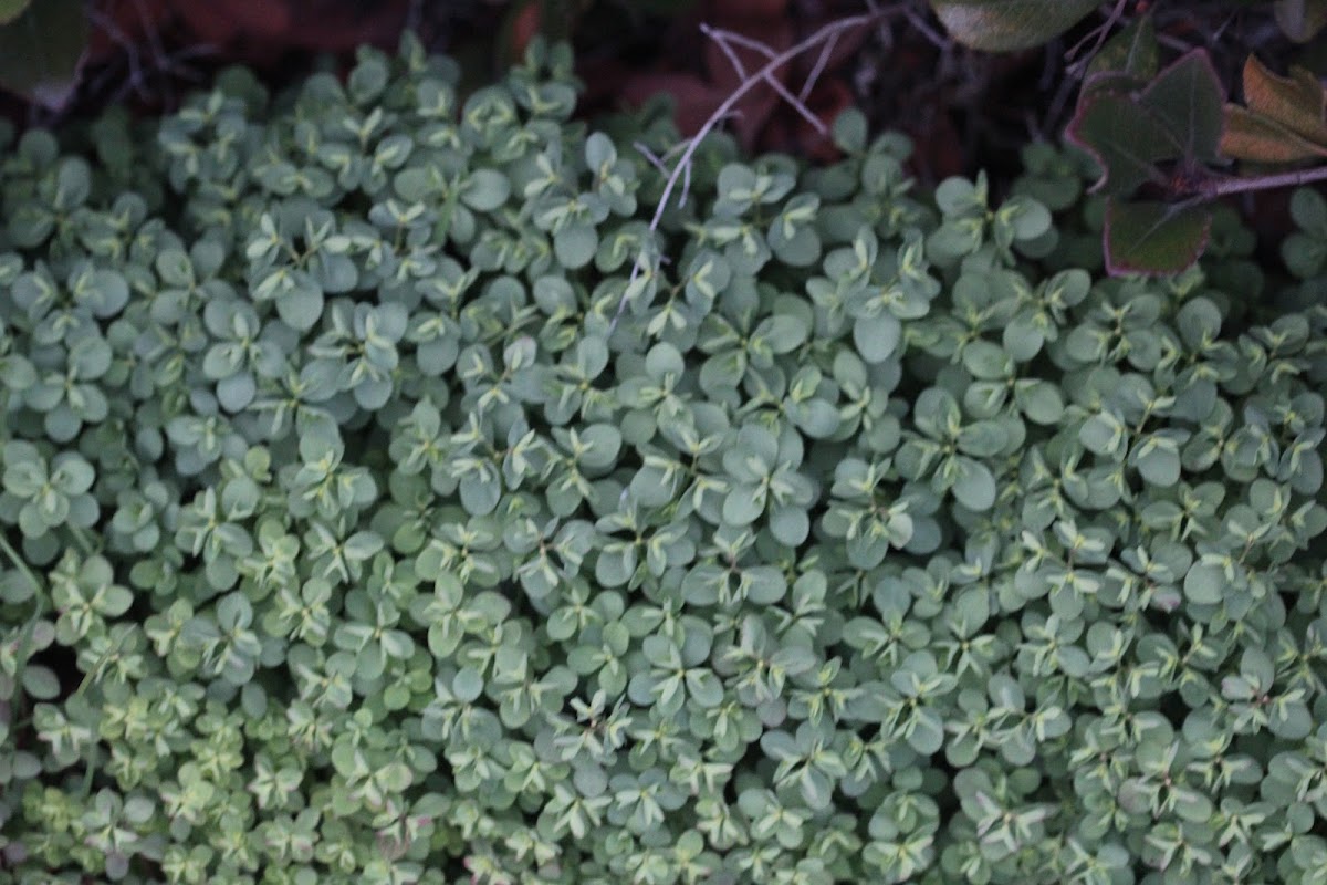 Petty Spurge