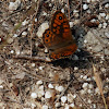 Wall brown