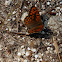 Wall brown