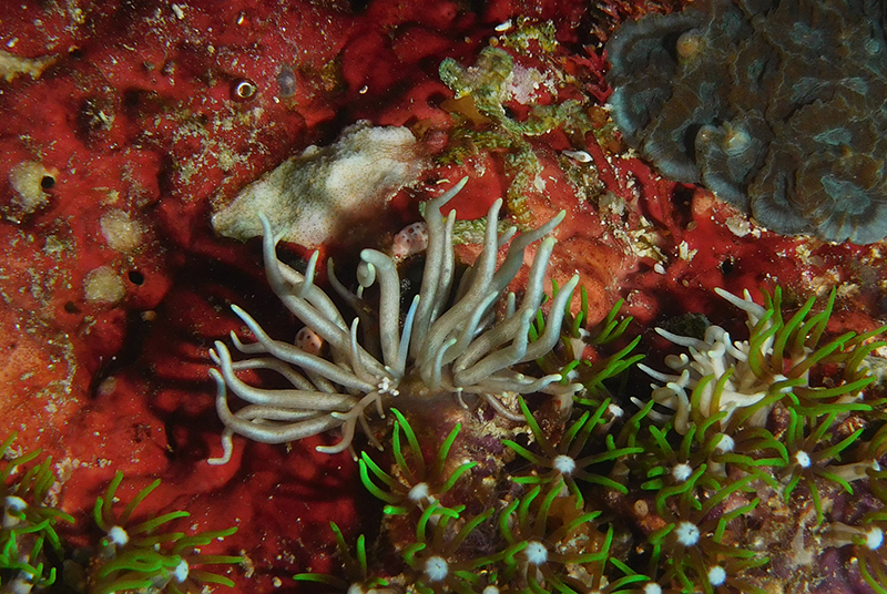 Phyllodesmium briareum