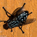 Flesh Fly