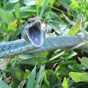 Despax's Parrot Snake