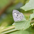 Common Hedge Blue