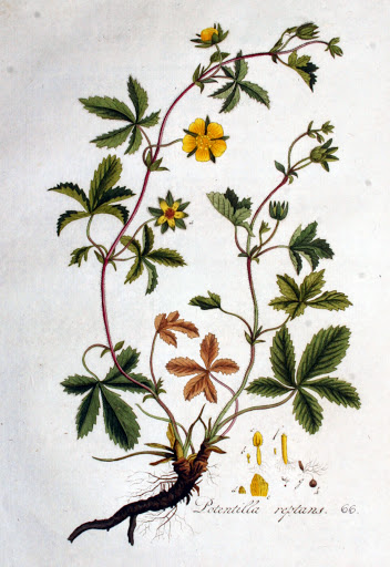 Potentilla reptans