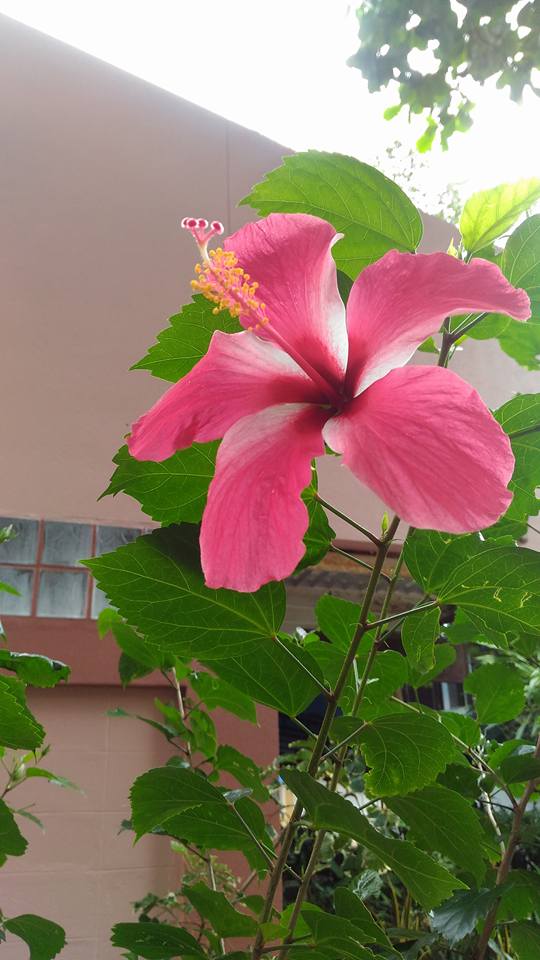 Hibiscus