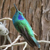 Green-Violet Ear Hummingbird