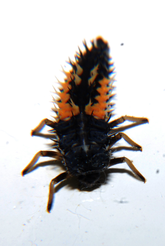 Harlequin Ladybird (larva)