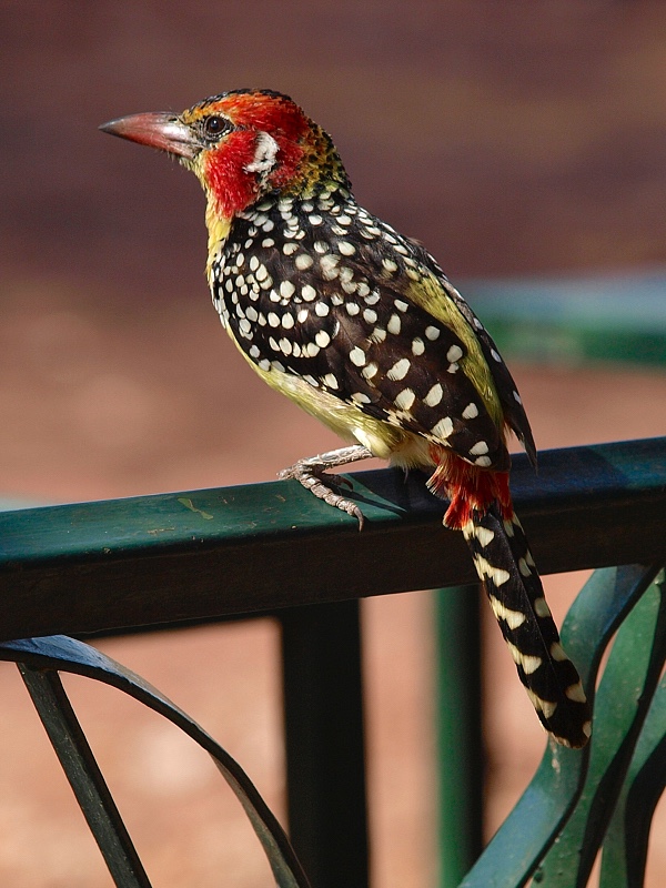 Barbudo cabecirrojo (Red-and-yellow barbet)