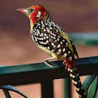 Barbudo cabecirrojo (Red-and-yellow barbet)