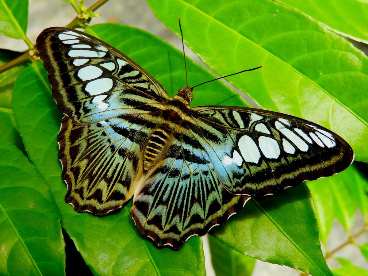 Blue clipper