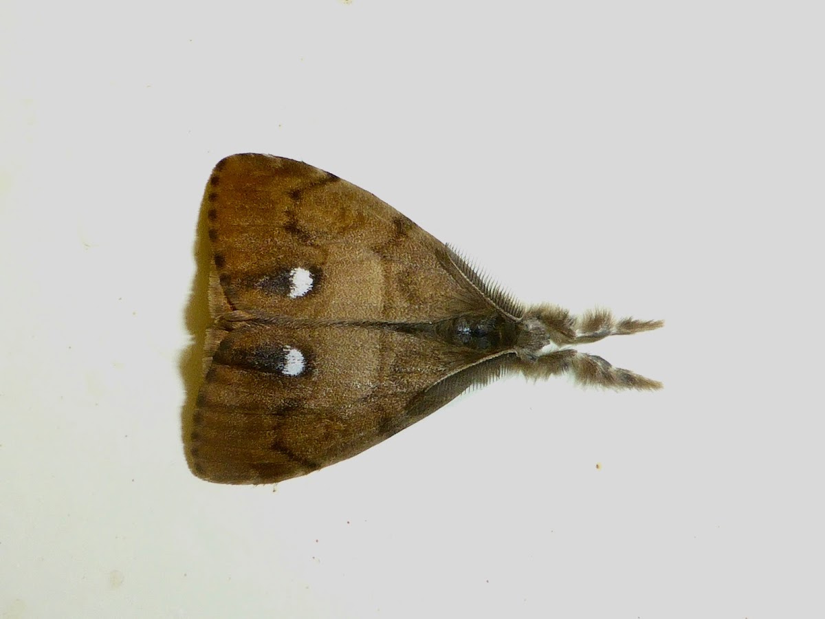 Rusty Tussock Moth ♂