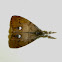 Rusty Tussock Moth ♂